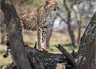 Cheetah On the Lookout by Richard Hall LRPS CPAGB